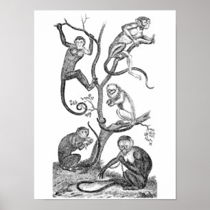 Illustration des Vintagen Affen - Affen des 18. Ja Poster
