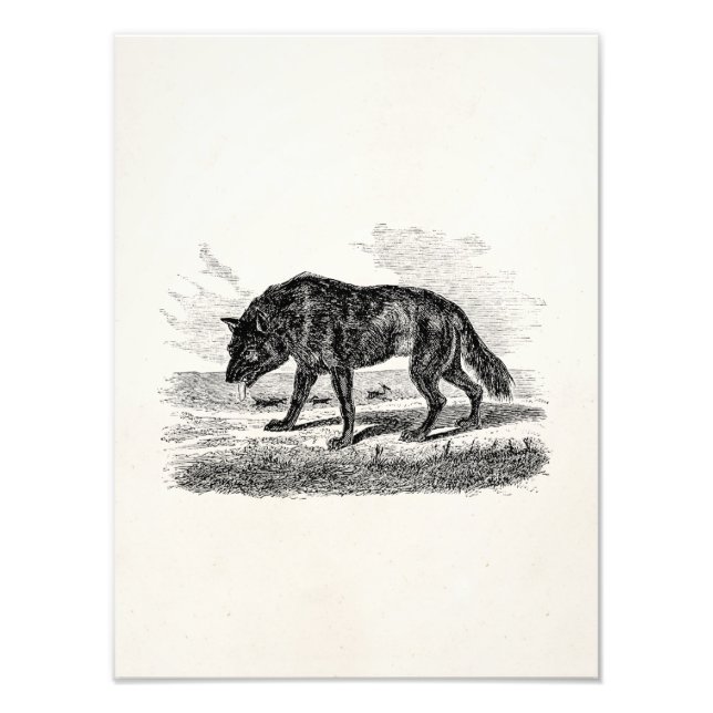 Illustration des Vintagen Amerikanischen Wolfs der Fotodruck (Vorne)