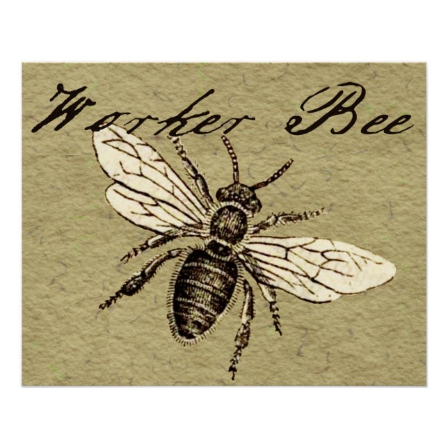 Illustration des Vintagen Bieneninsekts Antike Poster