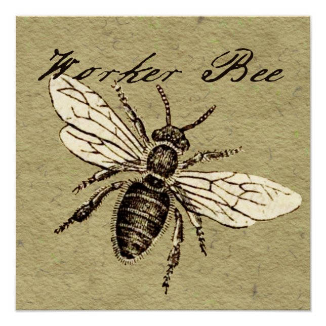 Illustration des Vintagen Bieneninsekts Antike Poster (Vorderseite)