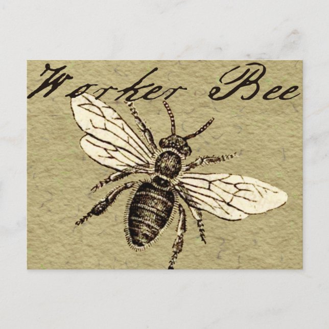 Illustration des Vintagen Bieneninsekts Antike Postkarte (Vorderseite)