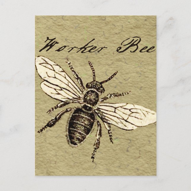 Illustration des Vintagen Bieneninsekts Antike Postkarte (Vorderseite)