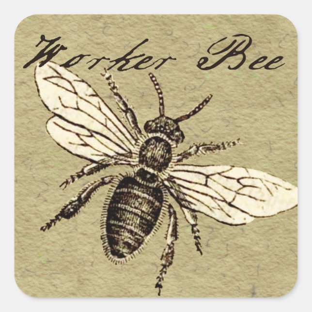 Illustration des Vintagen Bieneninsekts Antike Quadratischer Aufkleber (Vorderseite)