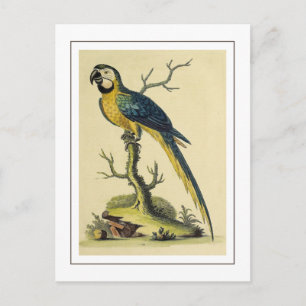 Illustration des Vintagen Blauen und Gelben Papage Postkarte