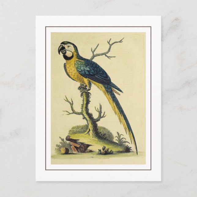 Illustration des Vintagen Blauen und Gelben Papage Postkarte (Vorderseite)