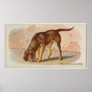 Illustration des Vintagen Bluthundes bei Hunden (1 Poster