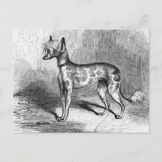 Illustration des Vintagen Hundes mit chinesischer  Postkarte (Vorderseite)