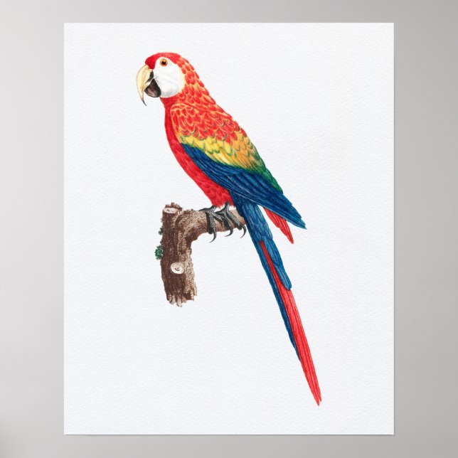Illustration des Vintagen Scarlet Macaw Parrot Poster (Vorne)