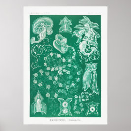 Illustration des Vintagen Tintenfischs Poster