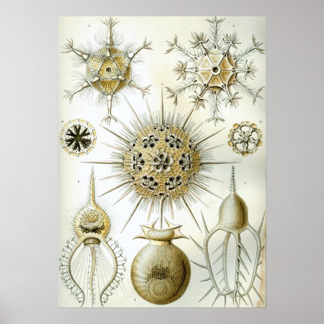 Illustration des Vintagen Tintenfischs Poster (Vorne)