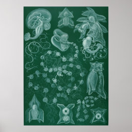 Illustration des Vintagen Tintenfischs Poster