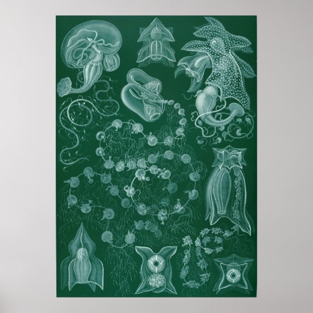 Illustration des Vintagen Tintenfischs Poster (Vorne)