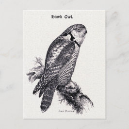 Illustration des Vintagen Vogels von Hawk Owl Postkarte