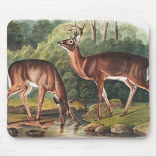 Illustration des Virginischen Hirsches (Cervus Vir Mousepad