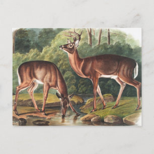 Illustration des Virginischen Hirsches (Cervus Vir Postkarte