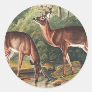 Illustration des Virginischen Hirsches (Cervus Vir Runder Aufkleber