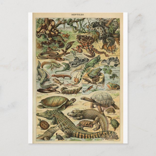 Illustration dictionaire reptiles postkarte (Vorderseite)