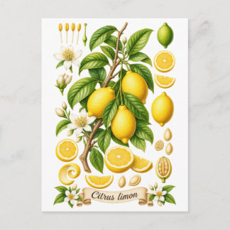 Illustration einer alten Botanik-Zitrone Postkarte