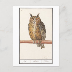 Illustration einer alten Eule Postkarte