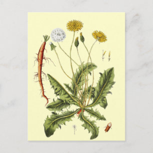 Illustration einer alten Löwenzahnblüte Postkarte