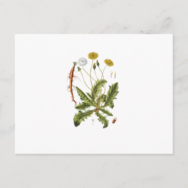 Illustration einer alten Löwenzahnblüte Postkarte (Vorderseite)
