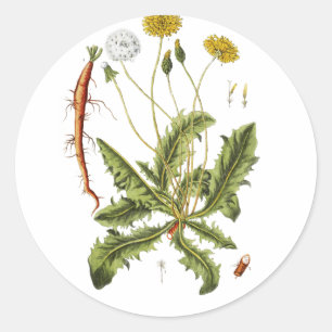 Illustration einer alten Löwenzahnblüte Runder Aufkleber