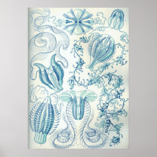 Illustration einer alten Qualle Poster