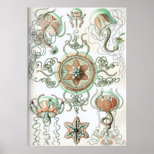 Illustration einer alten Qualle Poster