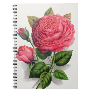 Illustration einer alten rosa Rose Notizblock