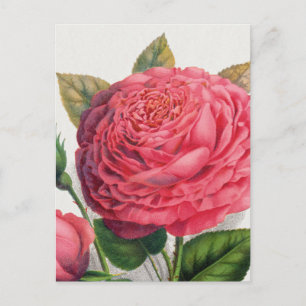 Illustration einer alten rosa Rose Postkarte