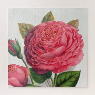 Illustration einer alten rosa Rose Puzzle