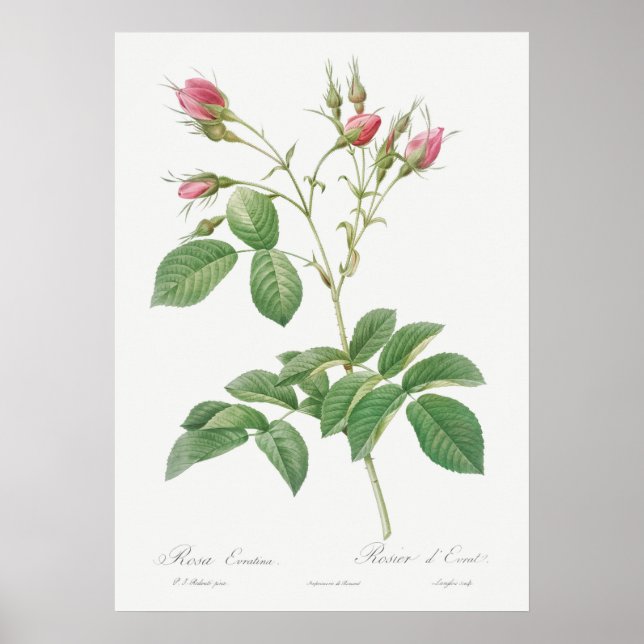 Illustration einer alten Rose Poster (Vorne)