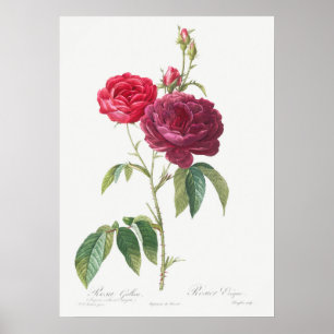 Illustration einer alten Rose Poster