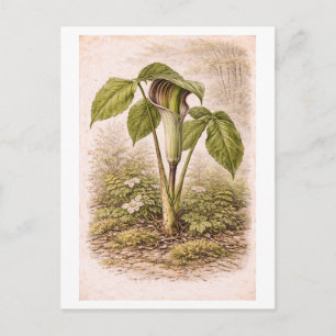 Illustration einer Arisaema im Vintage-Stil Postkarte