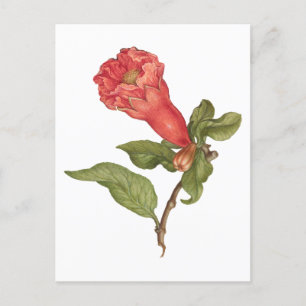 Illustration einer blühenden Granatapfelblüte im V Postkarte