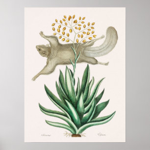Illustration einer fliegenden Eichhörnchen im Vint Poster
