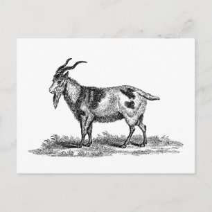 Illustration einer Hausziege im Vintage-Stil - Zie Postkarte
