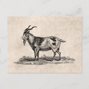 Illustration einer Hausziege im Vintage-Stil - Zie Postkarte