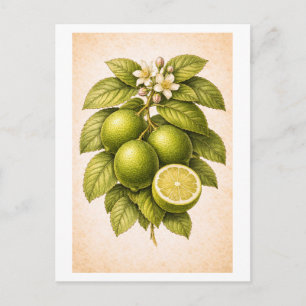 Illustration einer Limette im Vintage-Stil Postkarte