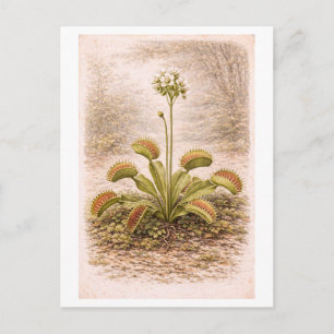 Illustration einer Venusfliegenfalle im Vintage-St Postkarte