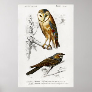 Illustration einer Vintage-Eule Poster