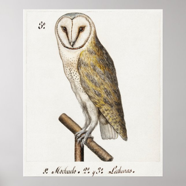 Illustration einer Vintage-Eule Poster (Vorne)