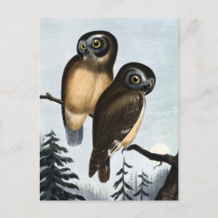 Illustration einer Vintage-Eule Postkarte