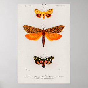 Illustration einer Vintage-Motte Poster