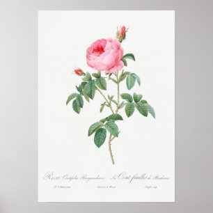 Illustration einer Vintage-Rose Poster
