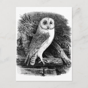 Illustration einer vintage Schleiereule Postkarte