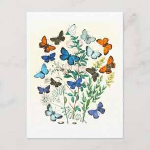 Illustration einer Vintage-Schmetterlingsgruppe Postkarte