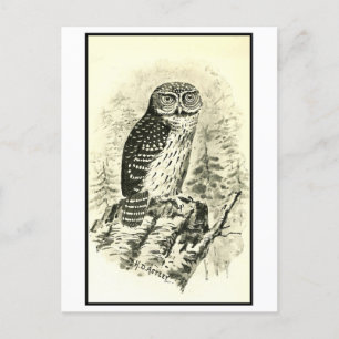 Illustration einer Zwerg-Eule im Vintage-Stil Postkarte