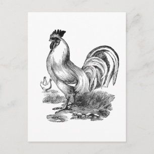 Illustration eines alten Hahns Postkarte