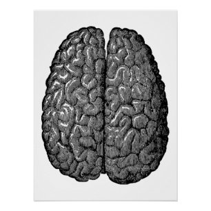 Illustration eines alten menschlichen Gehirns Poster